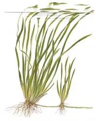 Vallisneria, a ribbon-like aquatic plant suitable as for background planting Vallisneria, a ribbon-like aquatic plant suitable as for background planting