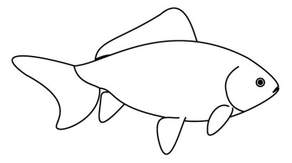 【MARTIN PLAN】送料/関税込 Goldfish Species Half T - WHITE Live Stream Goldfish | United States | East Coast Ranchu