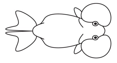 Water Bubble Eye Goldfish line drawing top view Water Bubble Eye Goldfish line drawing top view