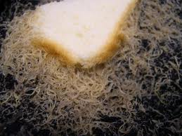 White worms can be cultivated year round.