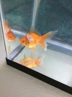 Why My Goldfish Attacks Others: Unveiling the Mystery