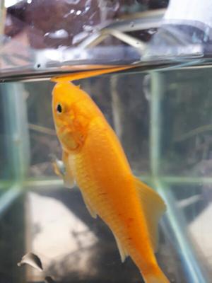 Sick goldfish sales