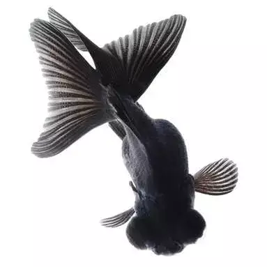 Black Moor Goldfish Care Guide-Feeding, Diseases, Breeding