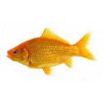 The Common Goldfish, the first variety to be developed.