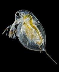 Adult daphnia