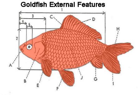 Goldfish external features