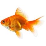 The Fantail Goldfish.
