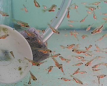 Goldfish fry with orange bellies full of Brine Shrimp