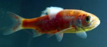 Fungus disease on the back of a young Goldfish.