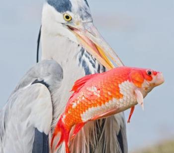 Gray heron with Goldfish