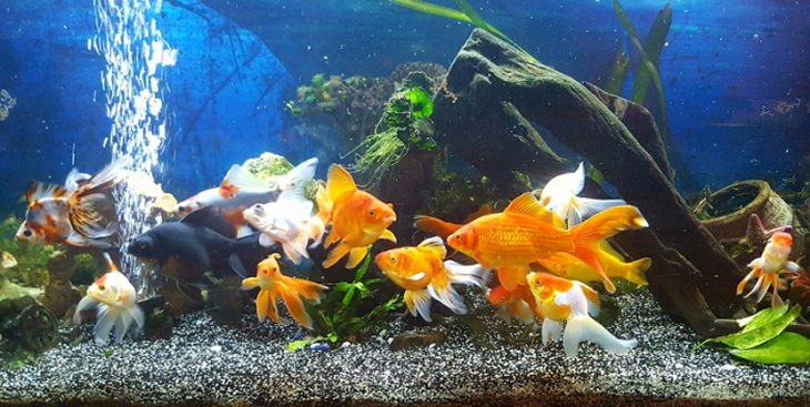 Goldfish aquarium with several different varieties present