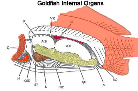 Goldfish Anatomy Terms