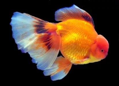 Veiltail Oranda Goldfish.  Care requirements are high.