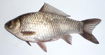 Prussian or Gibel Carp ancestor of all goldfish.