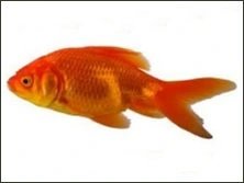 Goldfish showing early signs of sickness