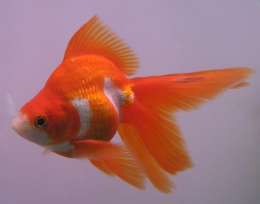 Humpbacked Ryukin Goldfish