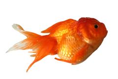 Early sign of Goldfish disease is clamped fins.