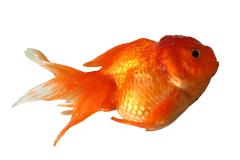 El signo temprano de la enfermedad de los goldfish es el pinzamiento de las aletas.