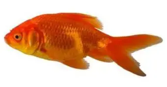 Um sinal precoce de muitas Doenças dos Peixes Dourados é o aperto das barbatanas.
