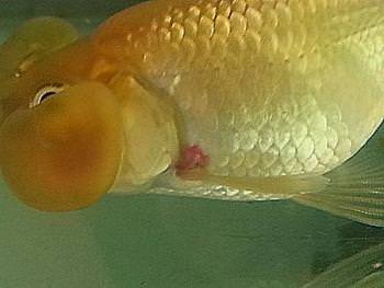 Ulcer on Goldfish above the pectoral fin. Ulcer disease is usually caused by poor water conditions.