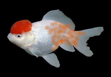 Velvet, also known rust disease is highly contagious, and is usually caught from contaminated tropical fish.
