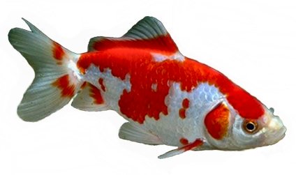 Wakin Goldfish