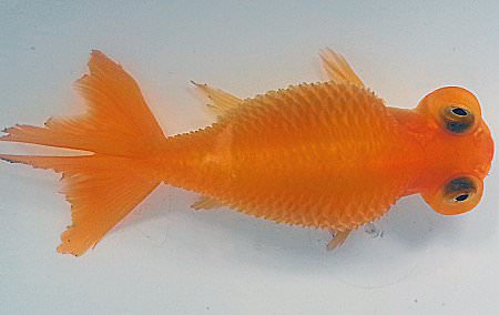 Goldfish showing signs of Dropsy disease.