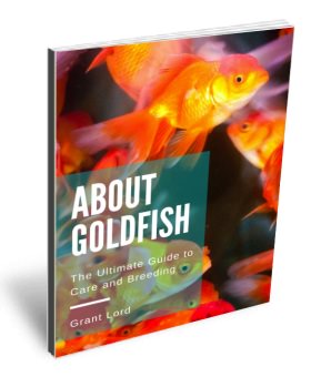 About Goldfish Care